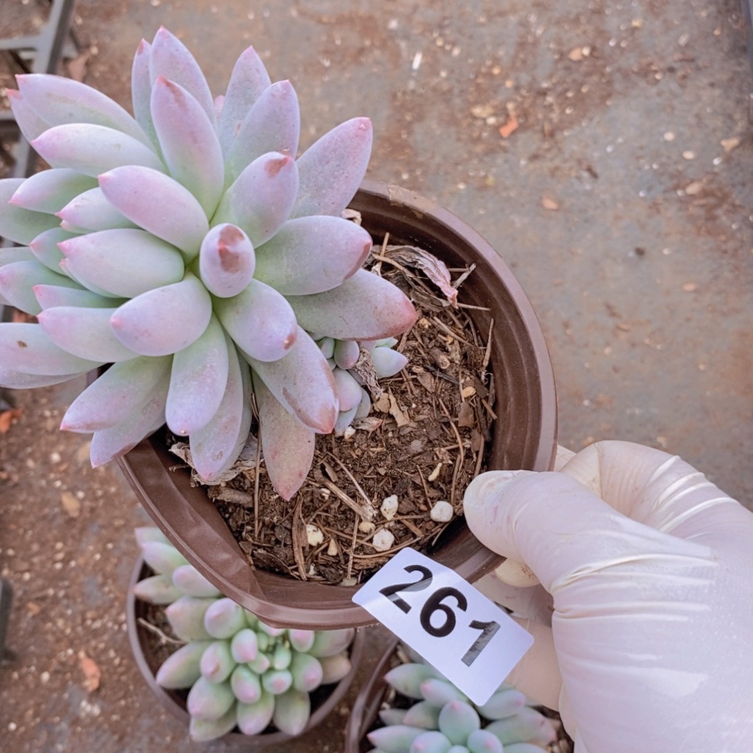 261所罗门一物一拍