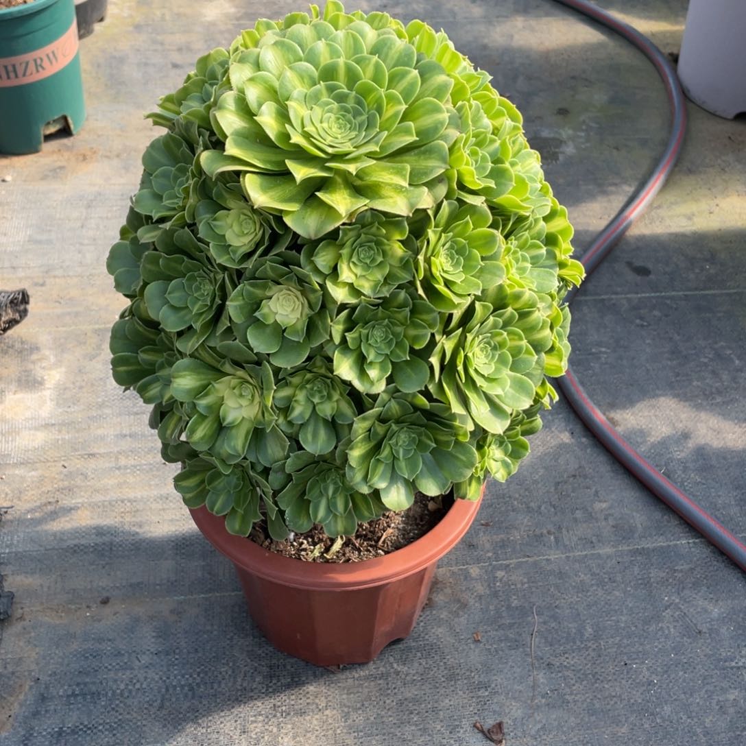 陈*漂亮漂亮漂亮漂亮漂亮