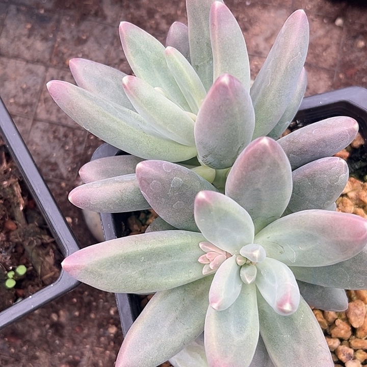 戴蒙德美人特价多肉