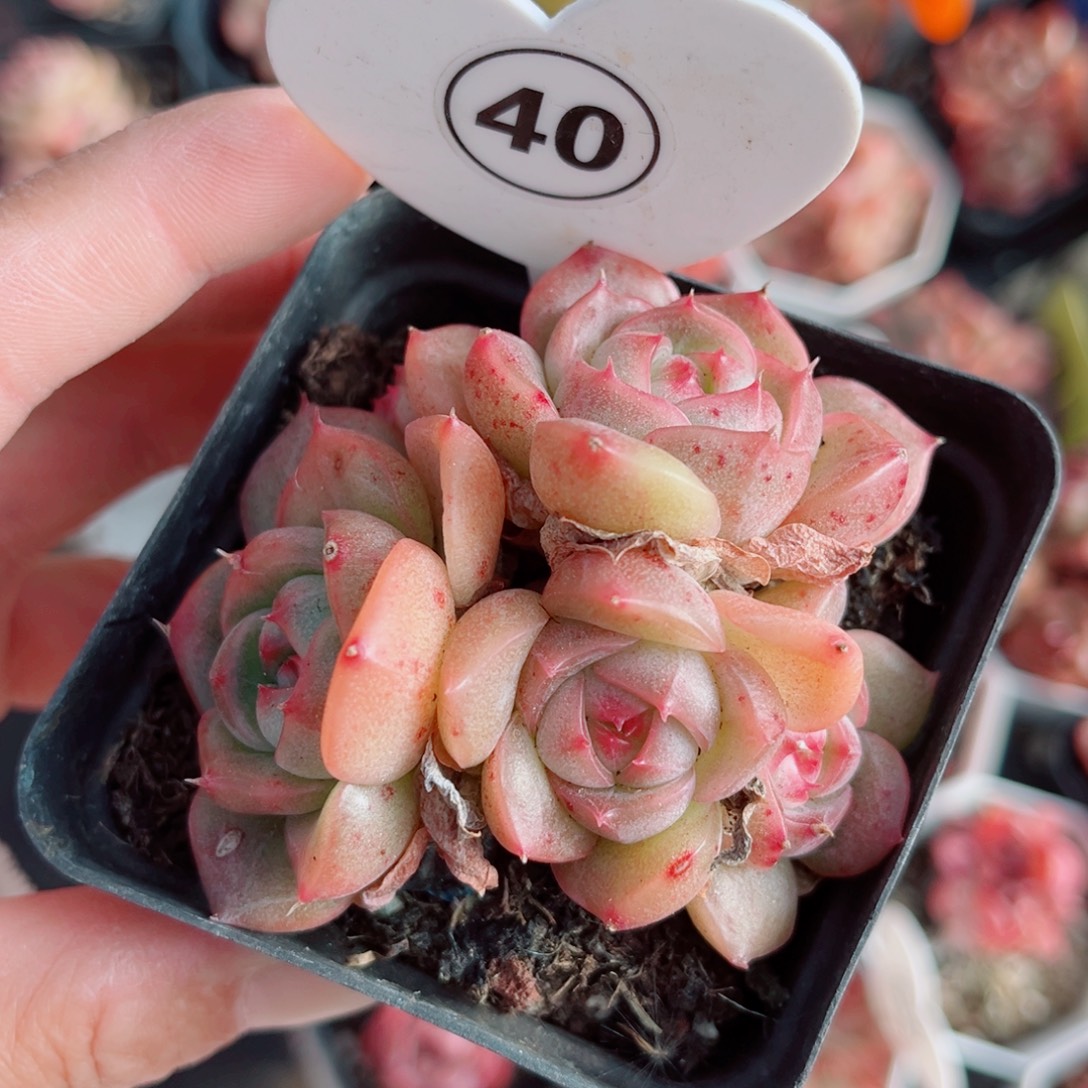 40号小老桩珍妮群