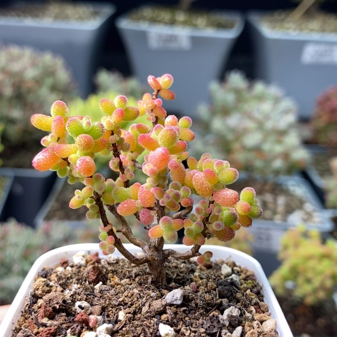 2207金桔糖球 。     