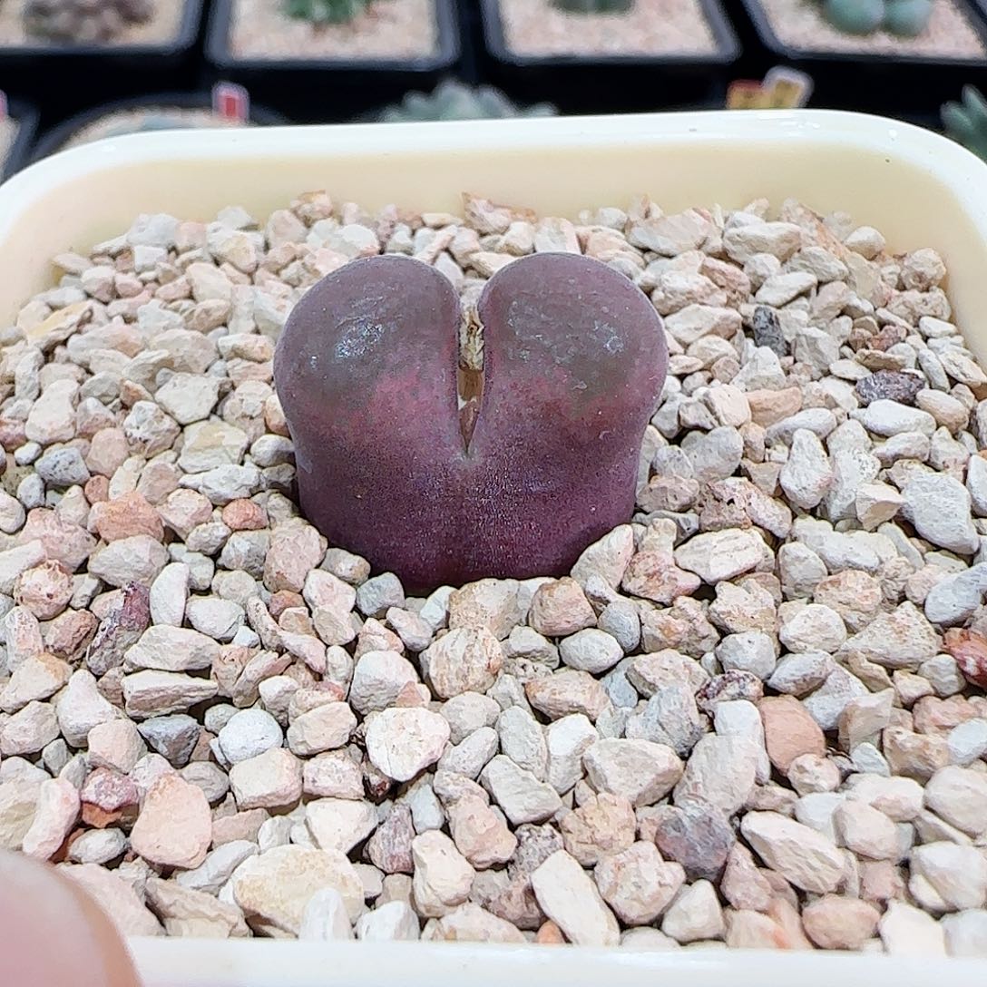 无花朵特选粉红矮胖体风铃