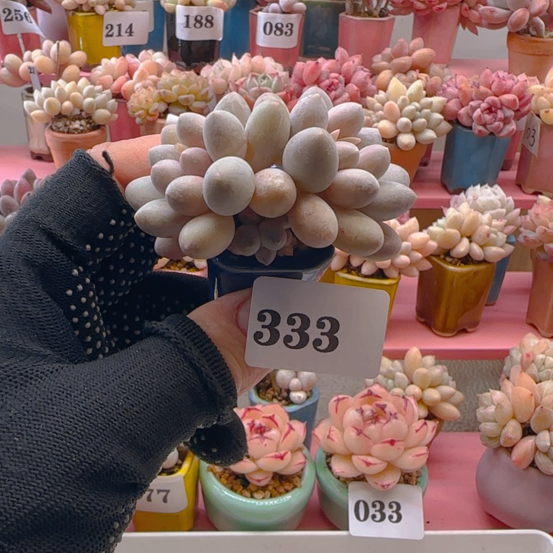 汤圆333 ，带盆土发货，满38包邮非偏远。