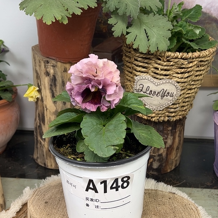 完全开放角堇148号