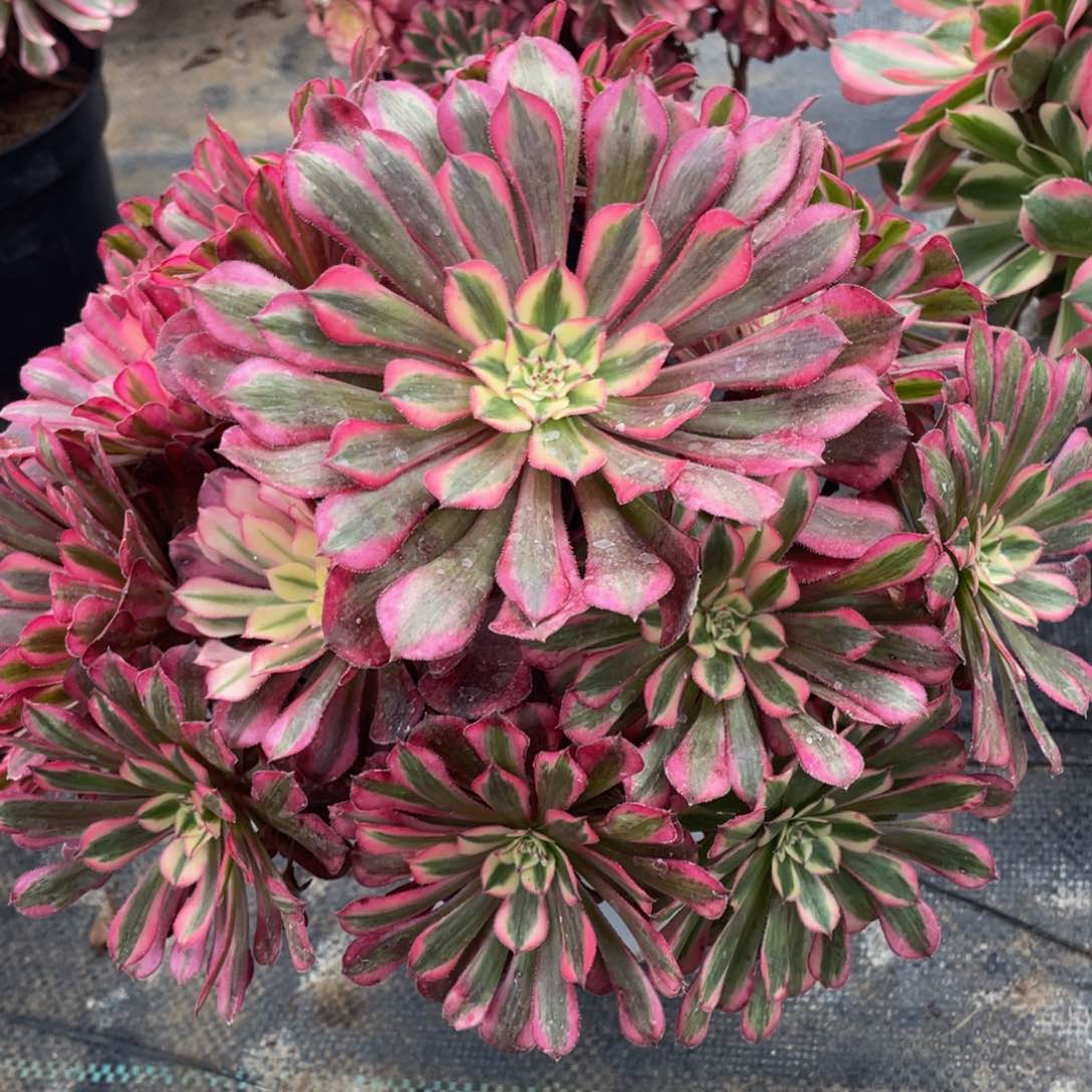 245红铜白精品法师老桩