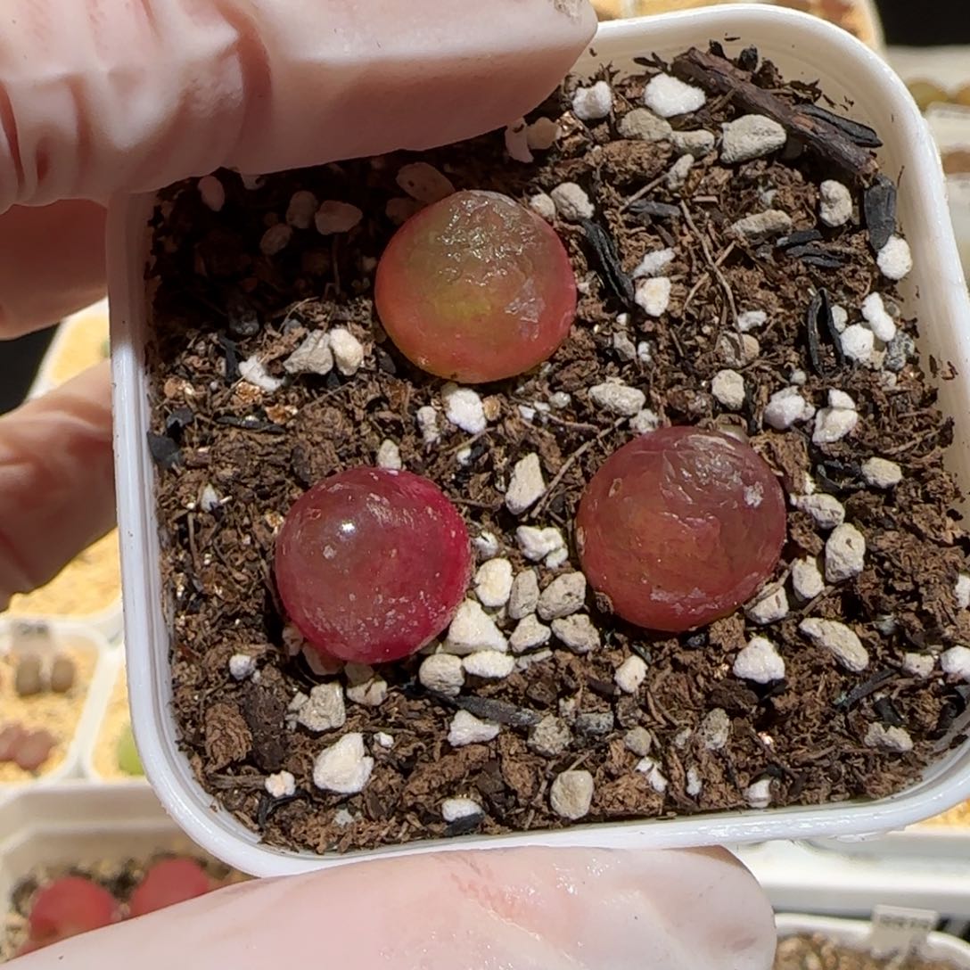 肉锥多肉植物百科30-灯泡一盆1282