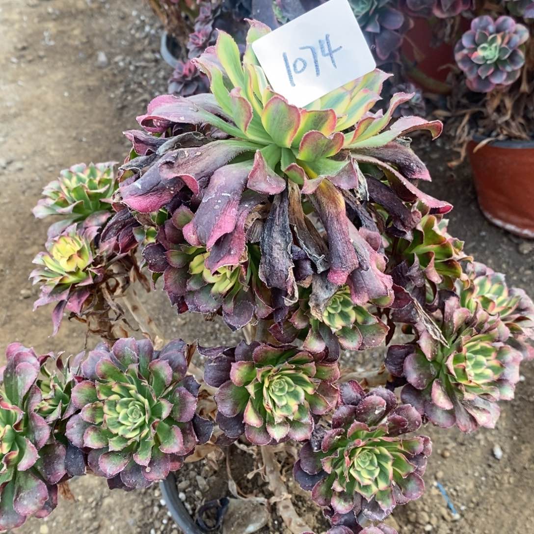 1074舞天姬多肉植物