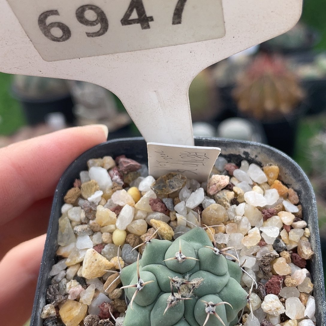 6947 满 39 包邮非偏远地区