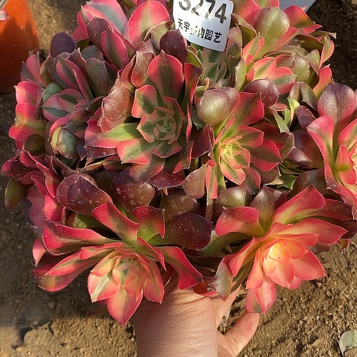 多肉植物香妃274多肉