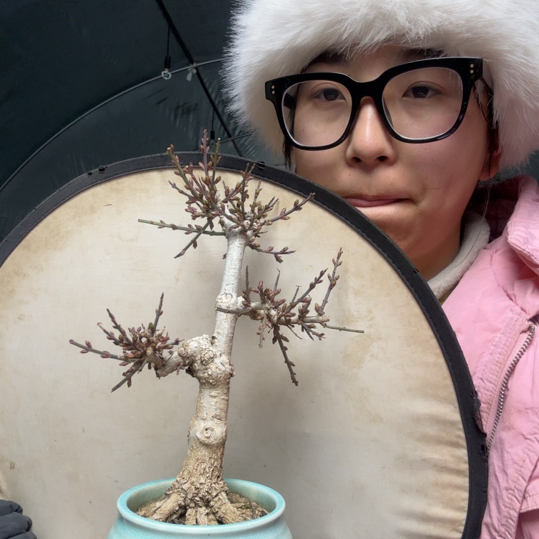 用****1迎春花盆景盆栽