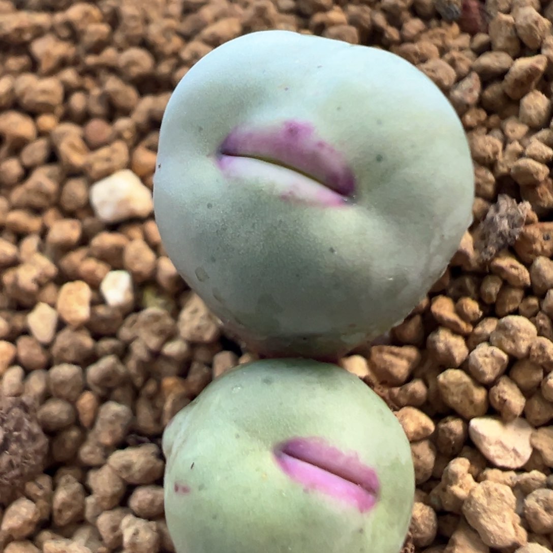 中型厚唇美嘴 肉锥植物