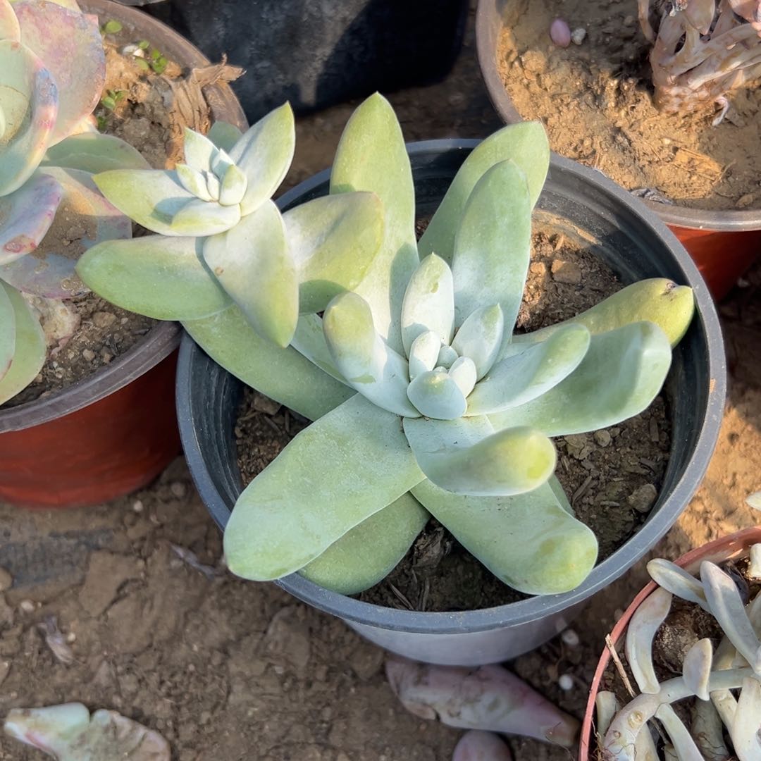 多肉植物拇指仙女杯
