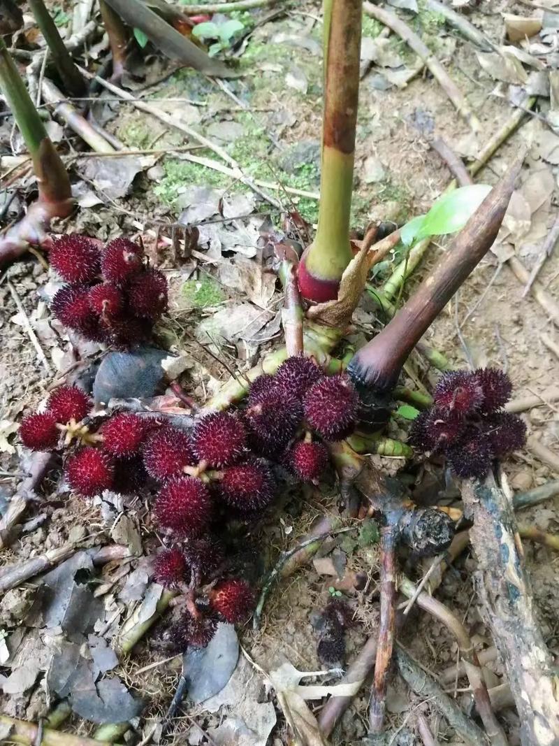 阳春本地新鲜春砂仁鲜果500g顺丰包邮