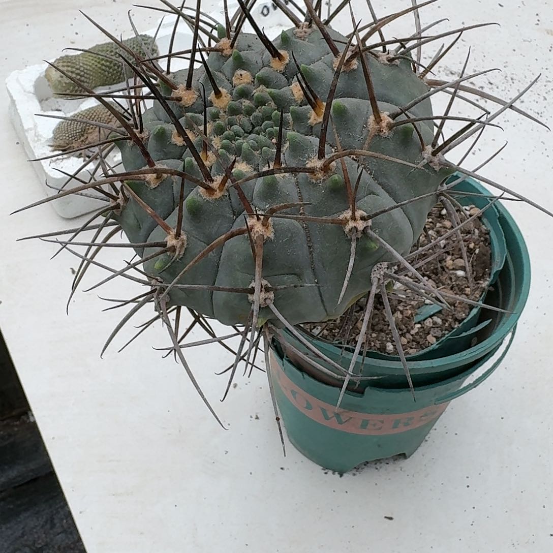 【闪购商品】无花朵清货超刺天平