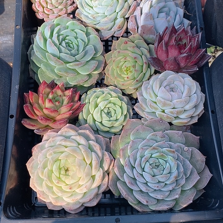 90 多肉植物盆栽花卉植物