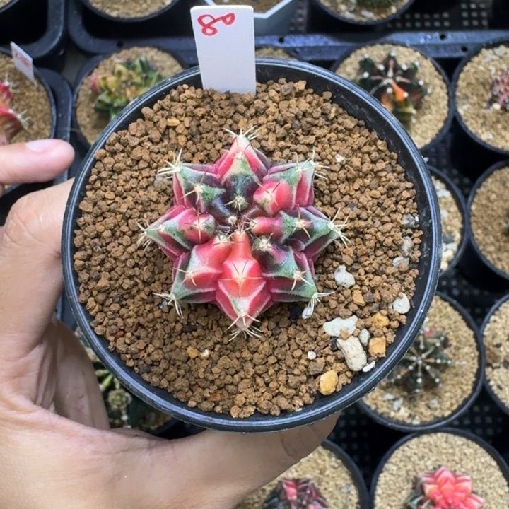 米哈锦实生福利捡漏