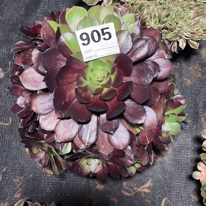 905黑骑士法师3/5