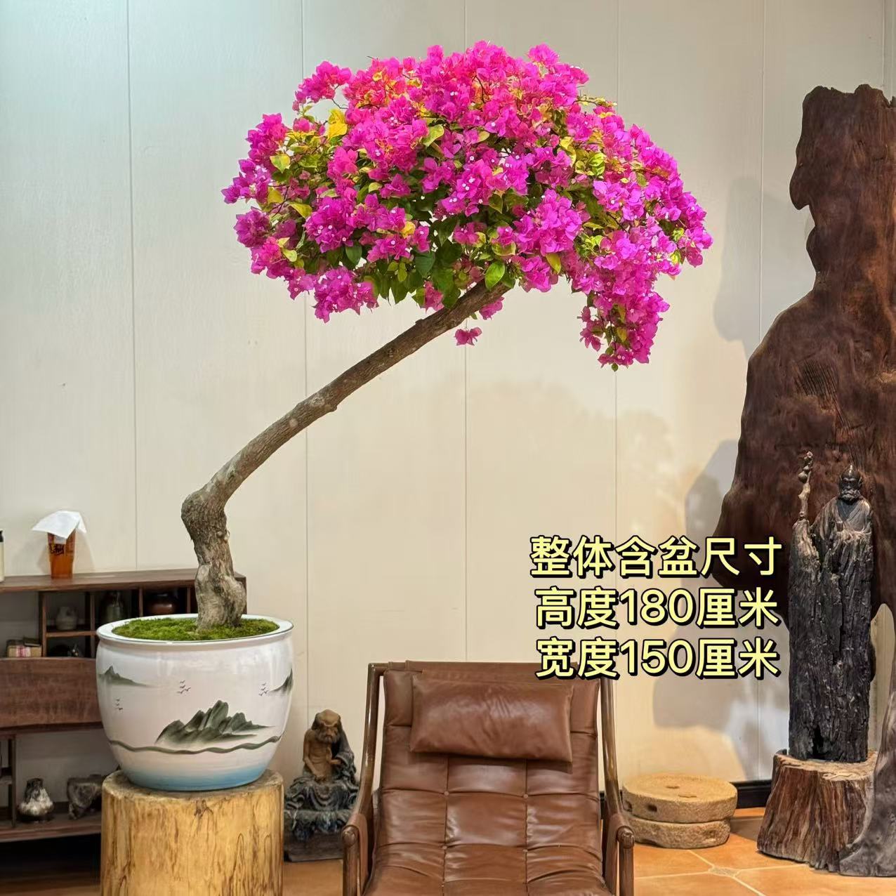 【叶胜园艺】精品漳红樱老桩三角梅盆景