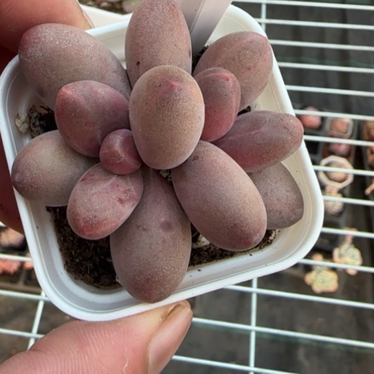 246糖果一物一拍多肉