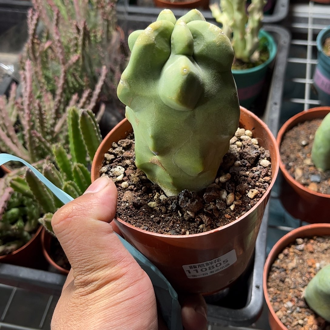 霞***110805一物一拍单