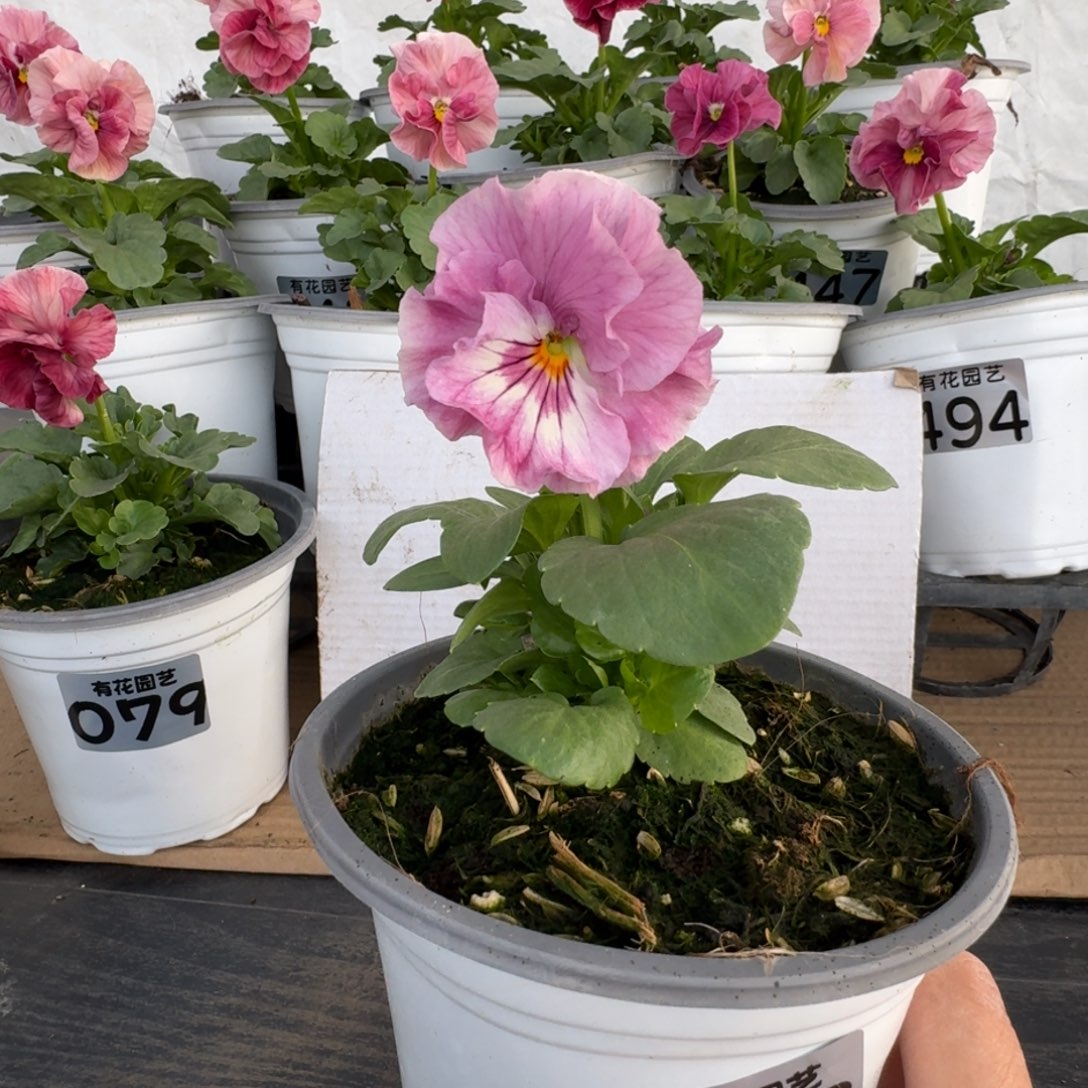 全部花朵113号角堇