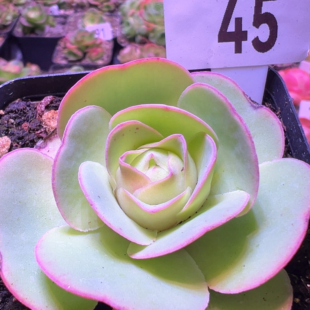 红唇45山地玫瑰多肉