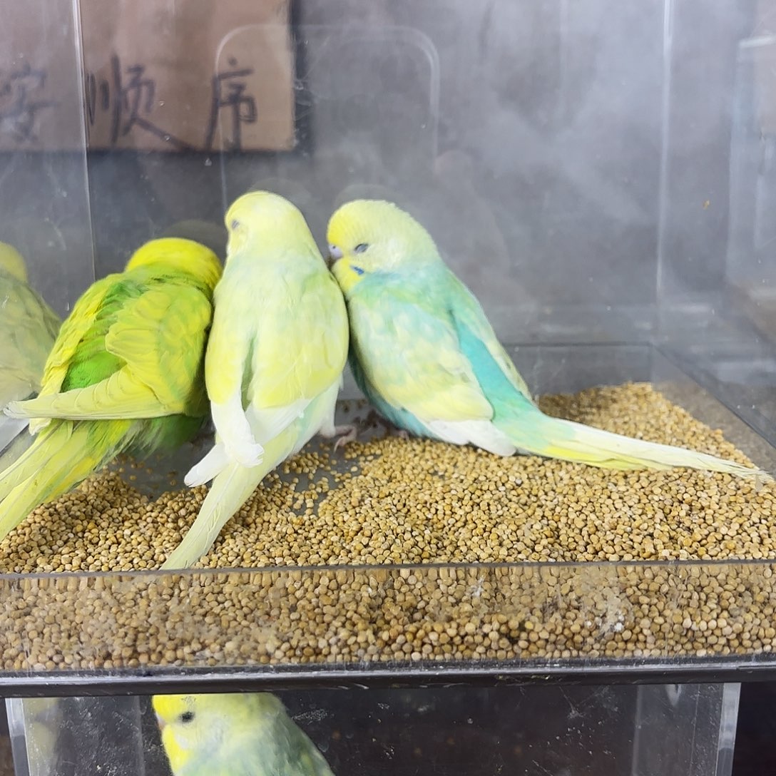 ****椰虎皮鹦鹉金彩一对