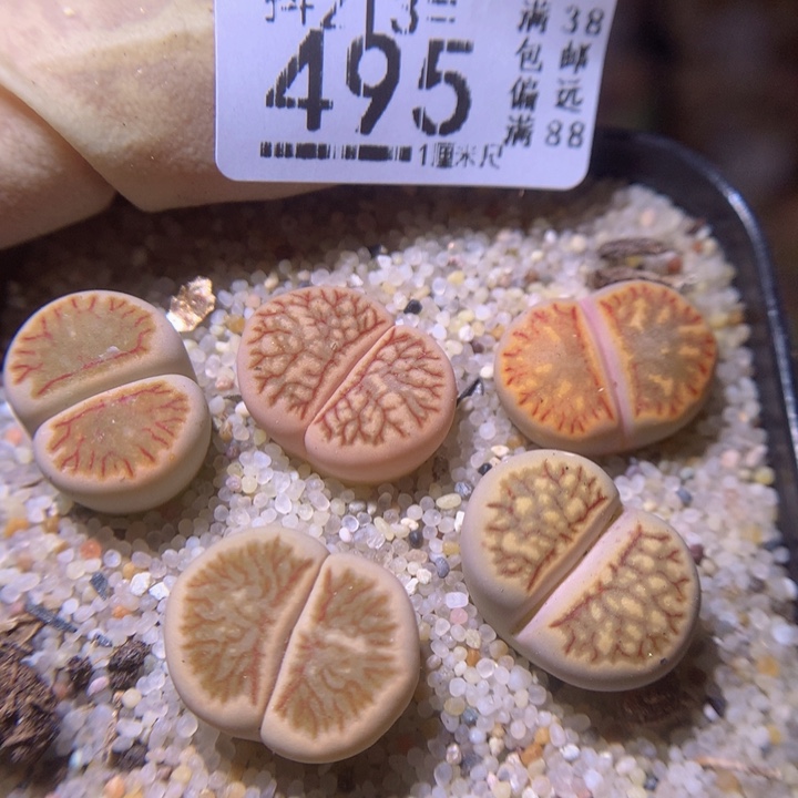 精品生石花213.495