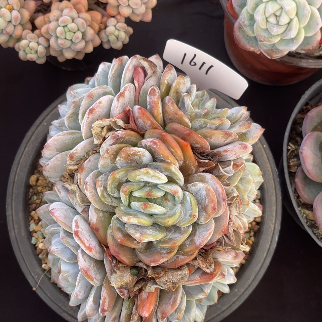 a***城老阿姨花卉一物一拍1611