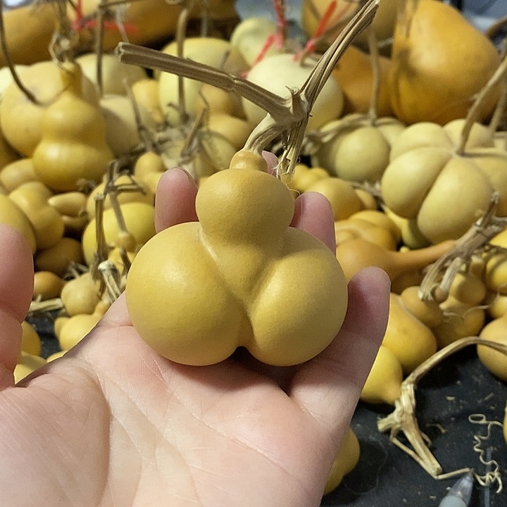 葫芦的颜色很好看