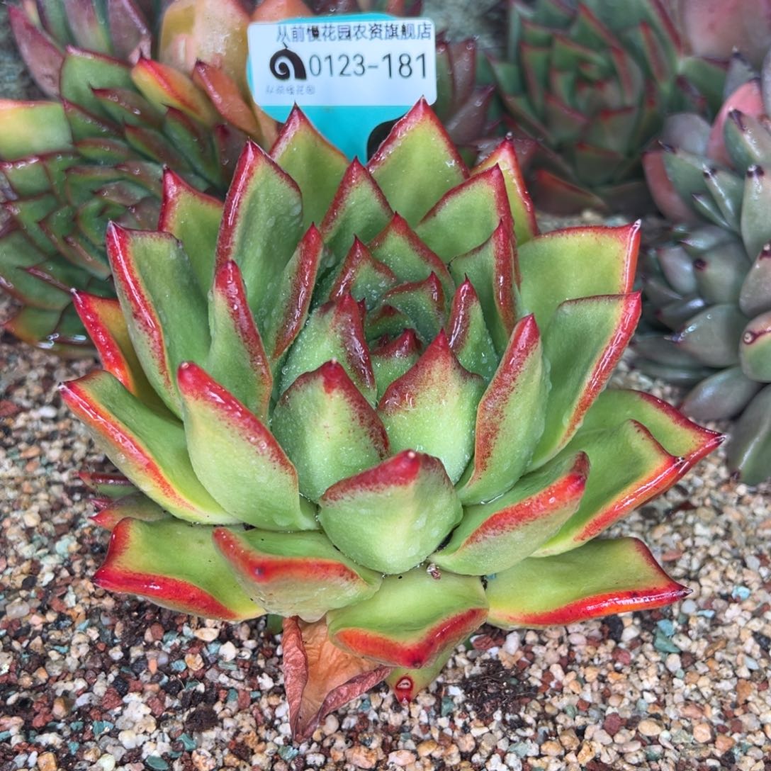 从前慢多肉精选编号0123.181