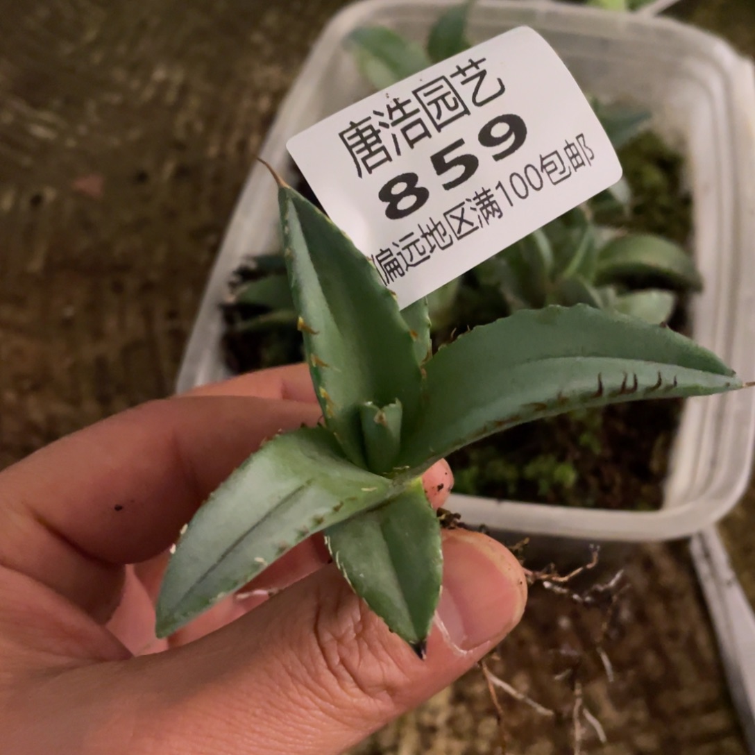 不***喻龙舌兰一物一拍859…