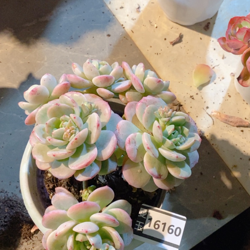 【闪购商品】香草16160