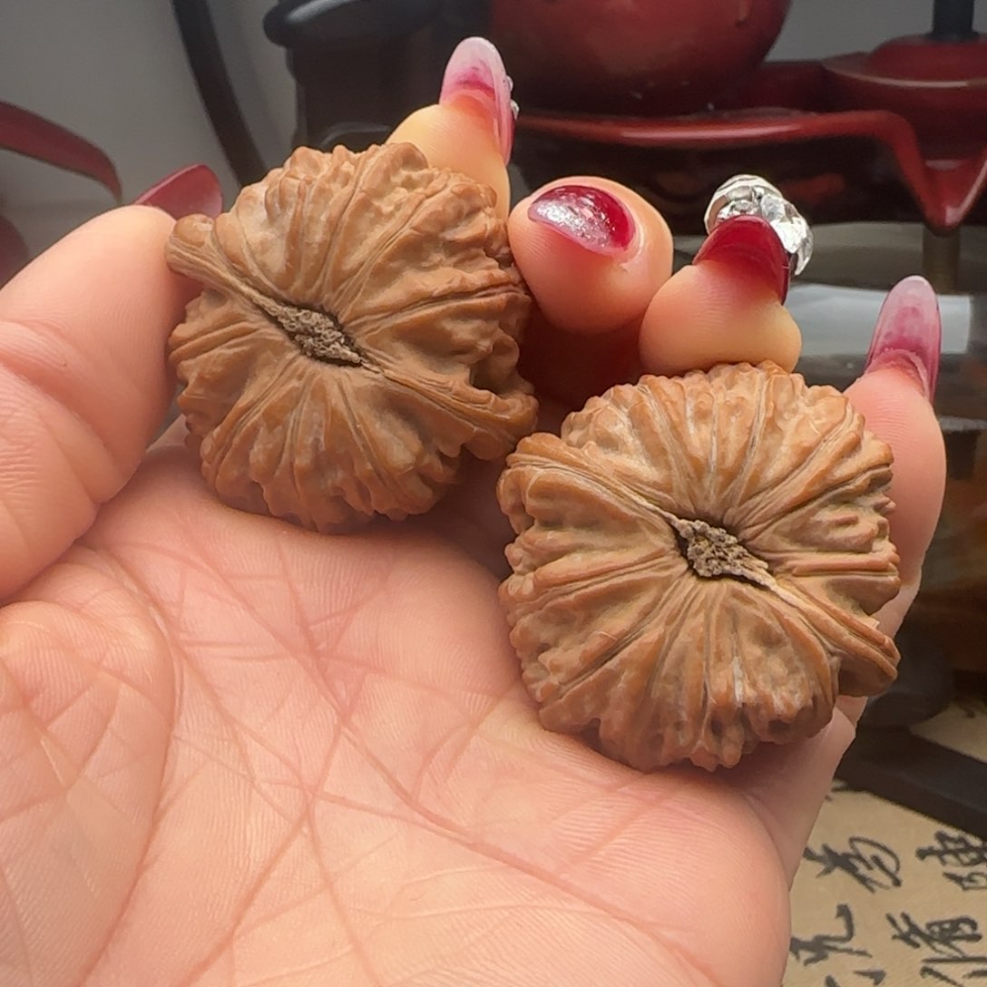 核桃核桃卡姿兰狮子头