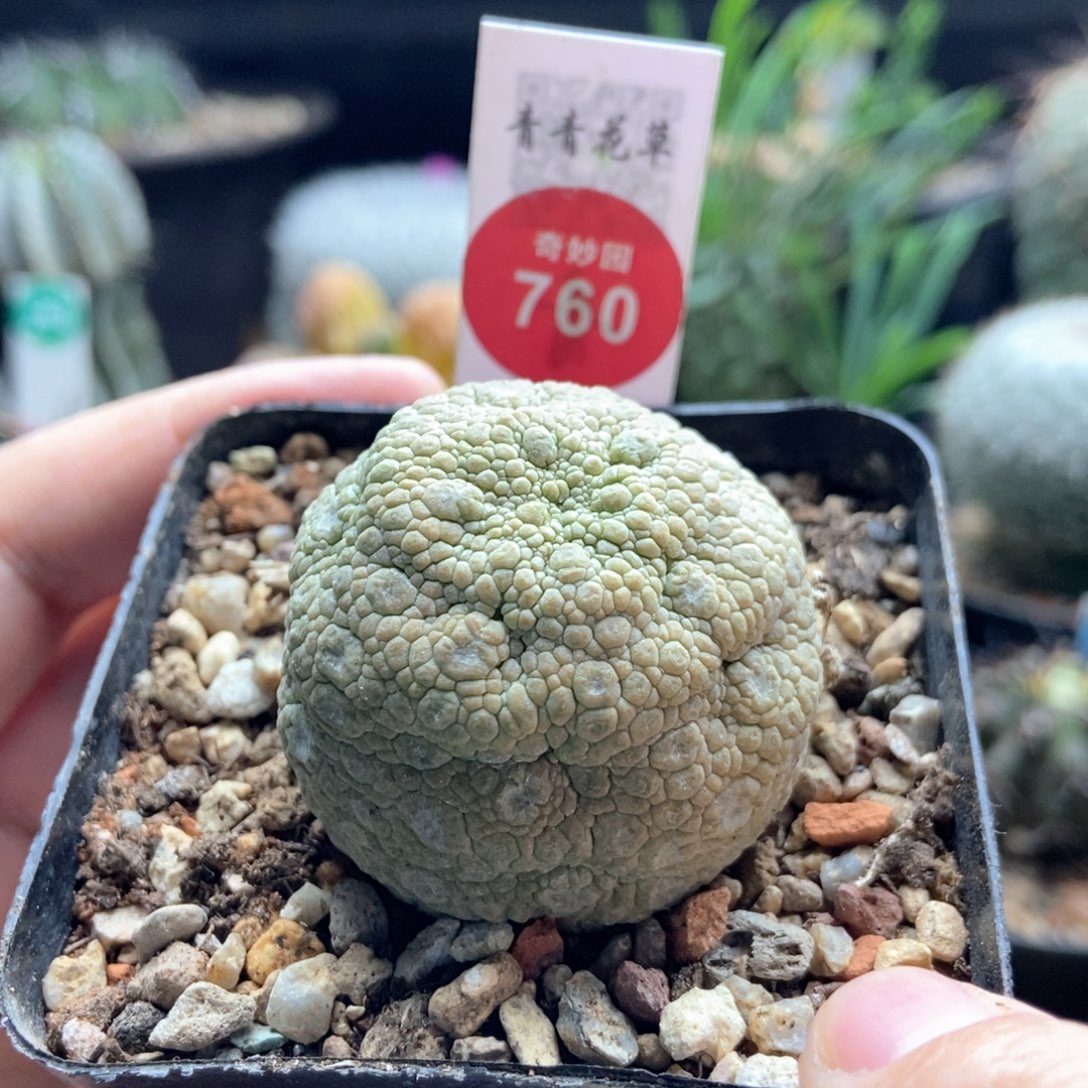 实生凝蹄玉3.9cm