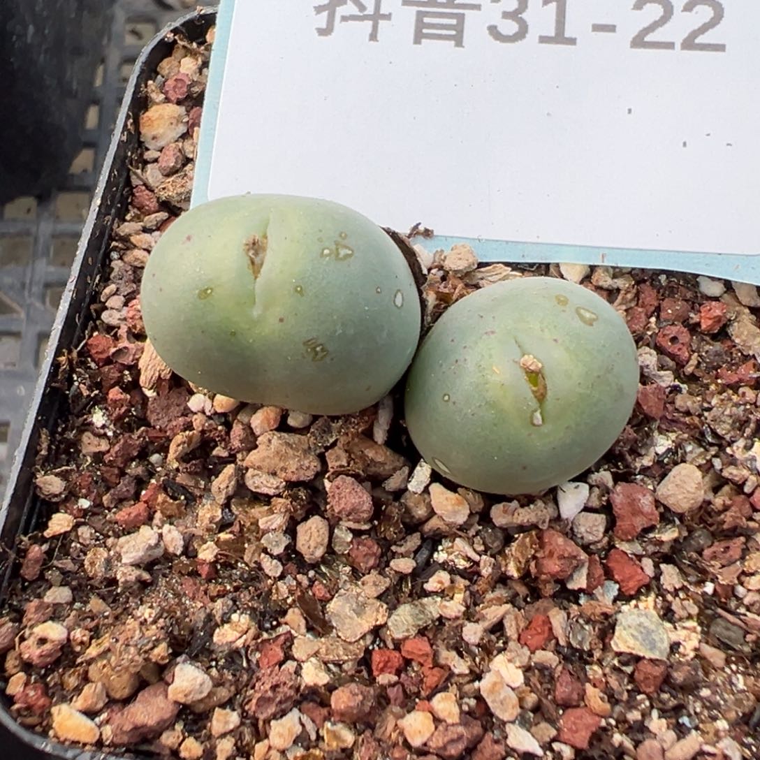 31-22肉锥多肉植物，