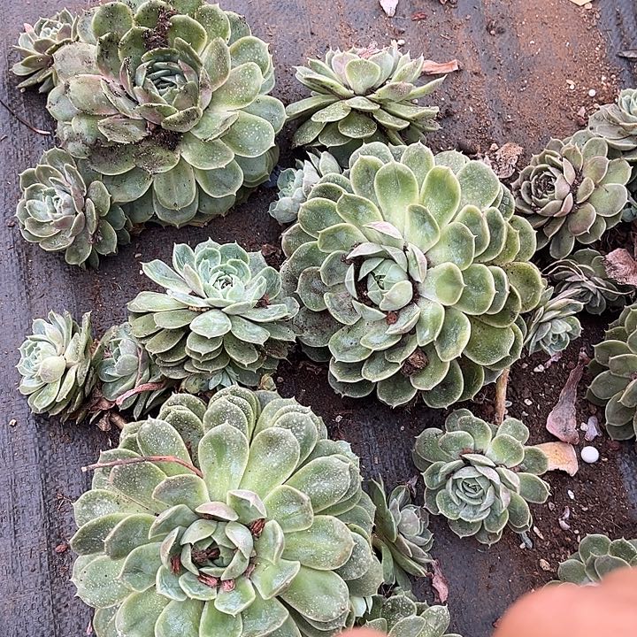 昂斯诺3颗9.99多肉植物
