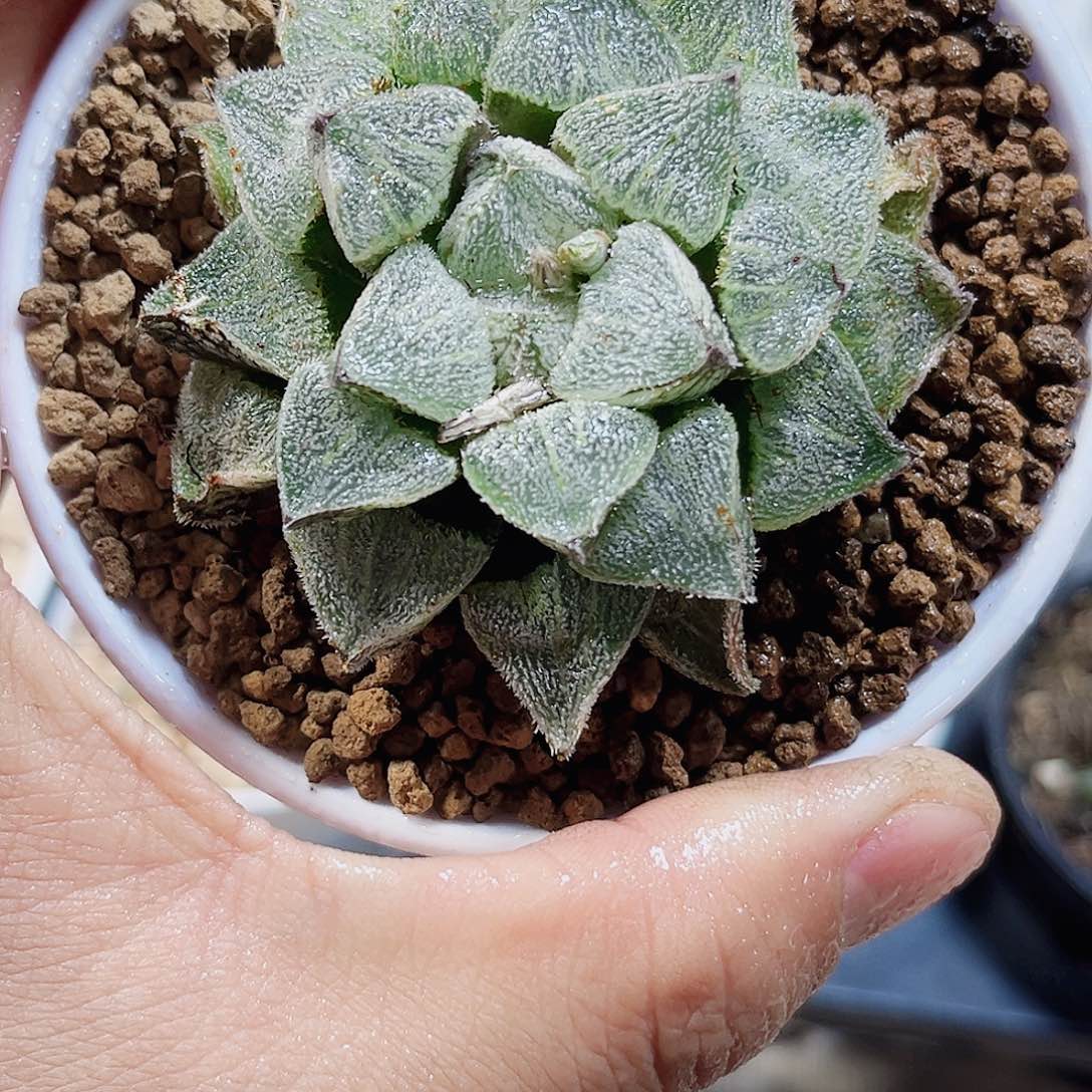 雪姬磨面寿新手好养