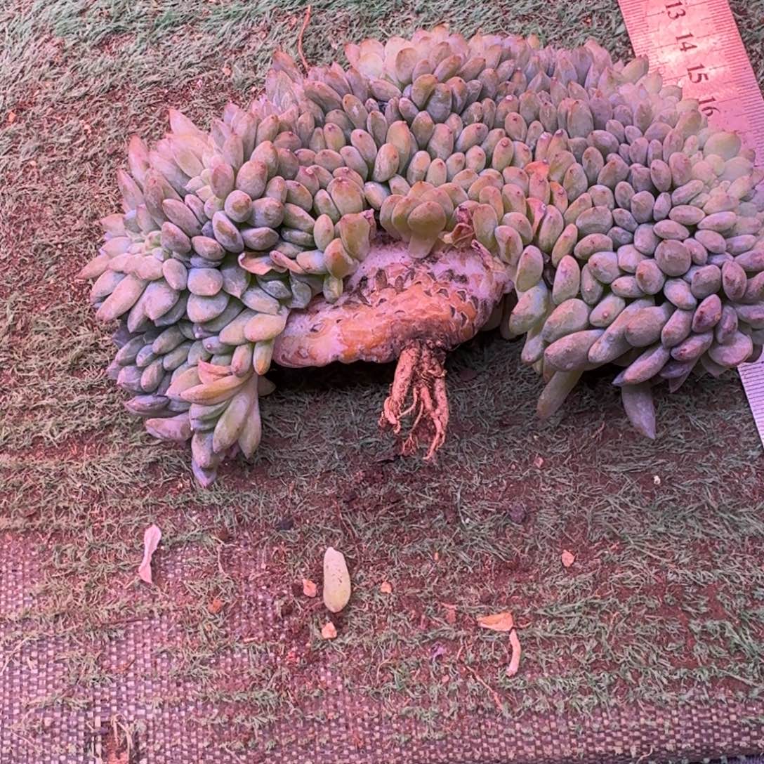 S***练星影树缀无砍多肉