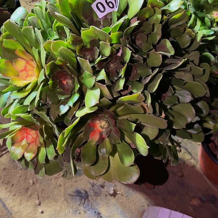 060邵修七彩多肉植物处理不售后