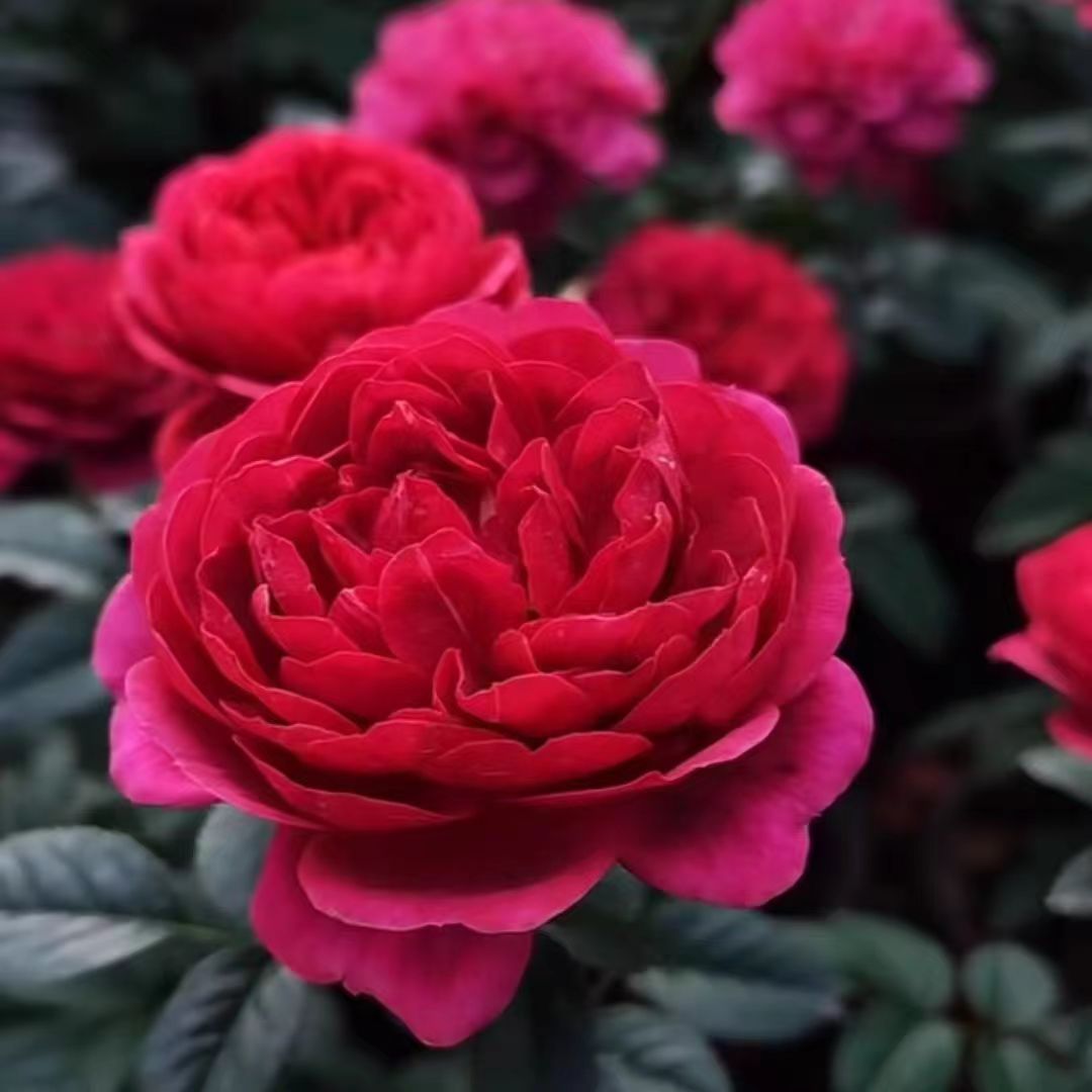 青沐园艺（棒棒糖）绝色果汁月季 露天苗阳台楼顶庭院多季丰花