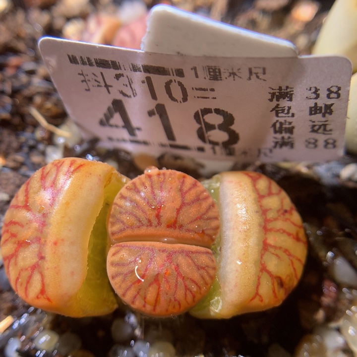 精品生石花310.418