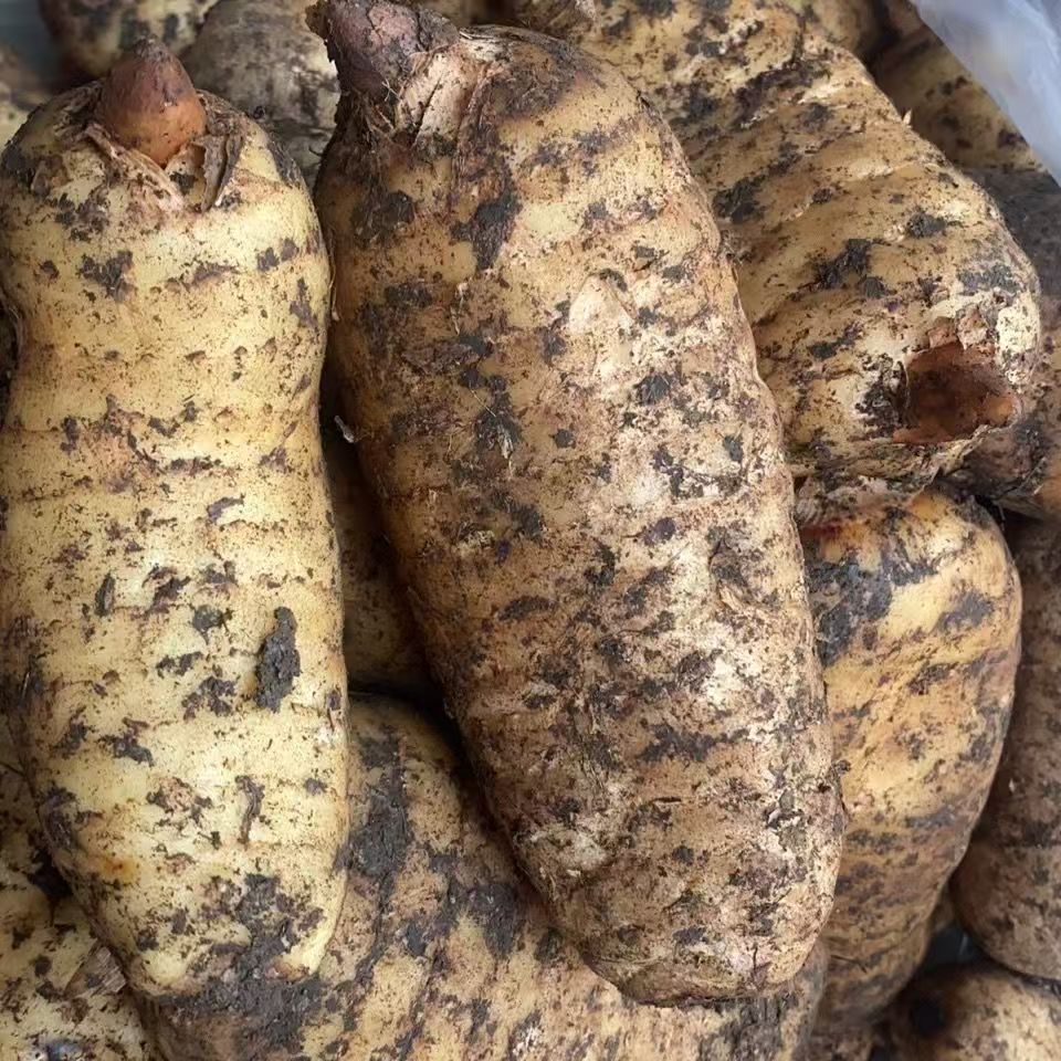 大别山新鲜现挖天麻