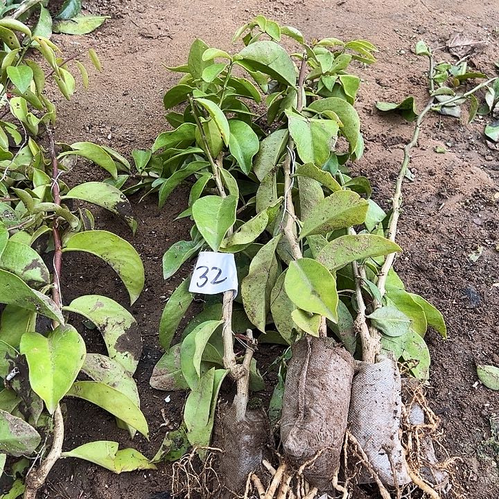 40公分左右叶仙五棵编号32