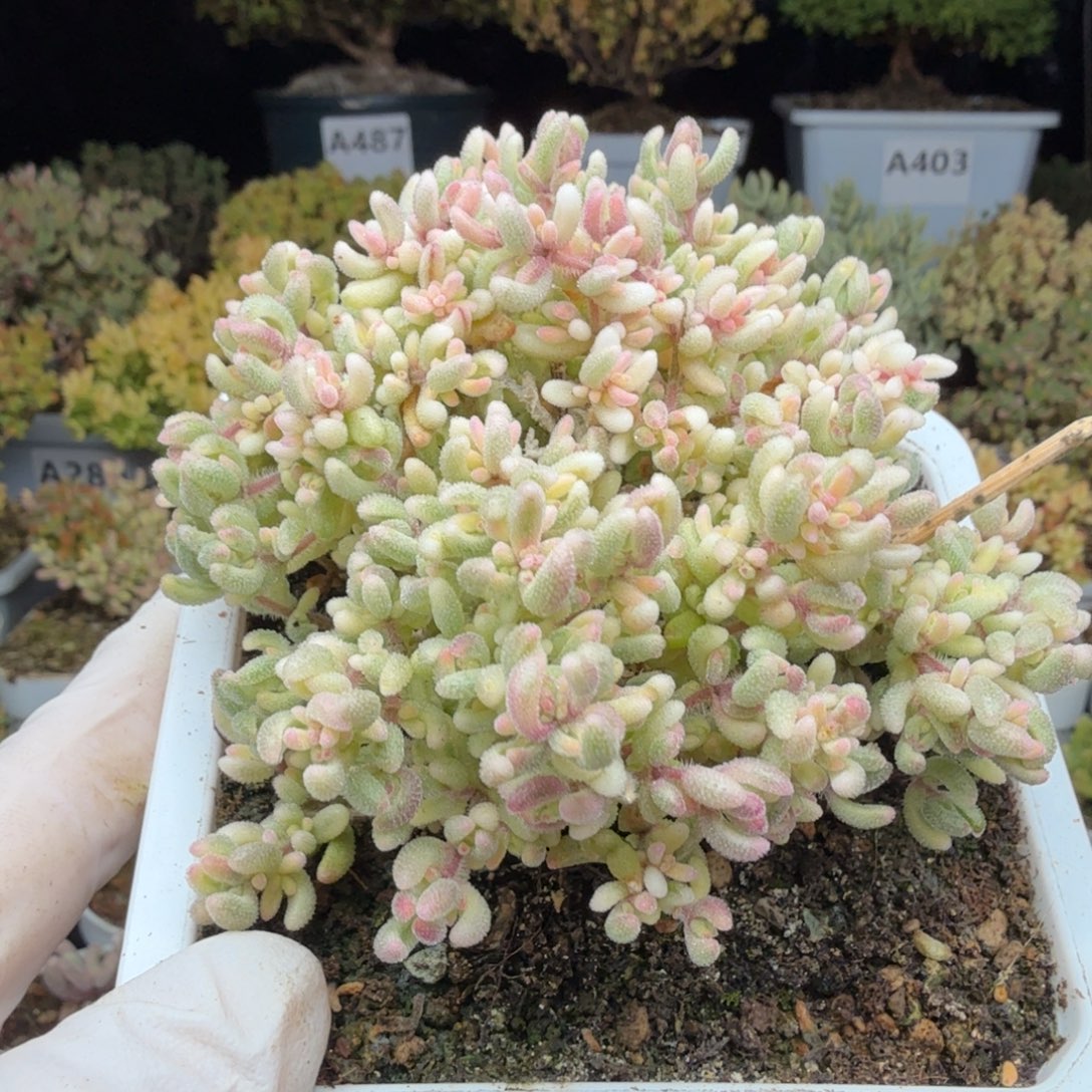 A689红宝石锦枝干