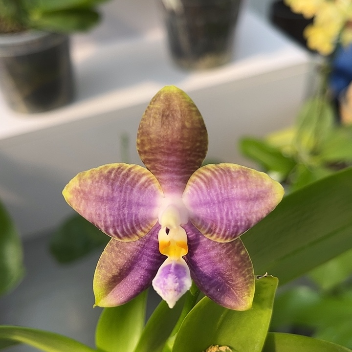 完全开放2.5寸杯弥陀金虎交蓝豹