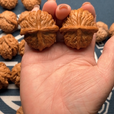 橄榄核手串/手链金锭元宝40