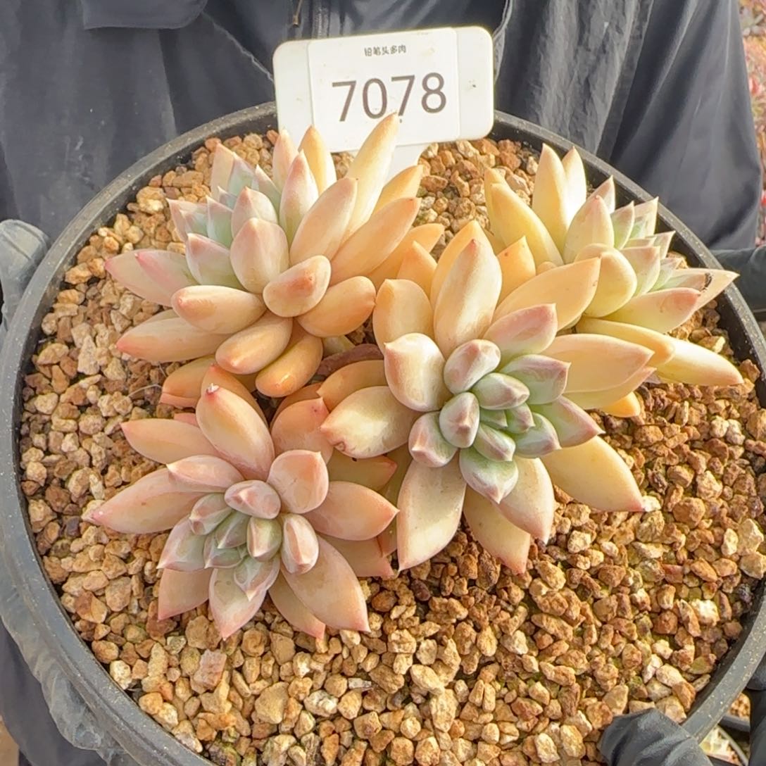 7078。            天使之翼肉