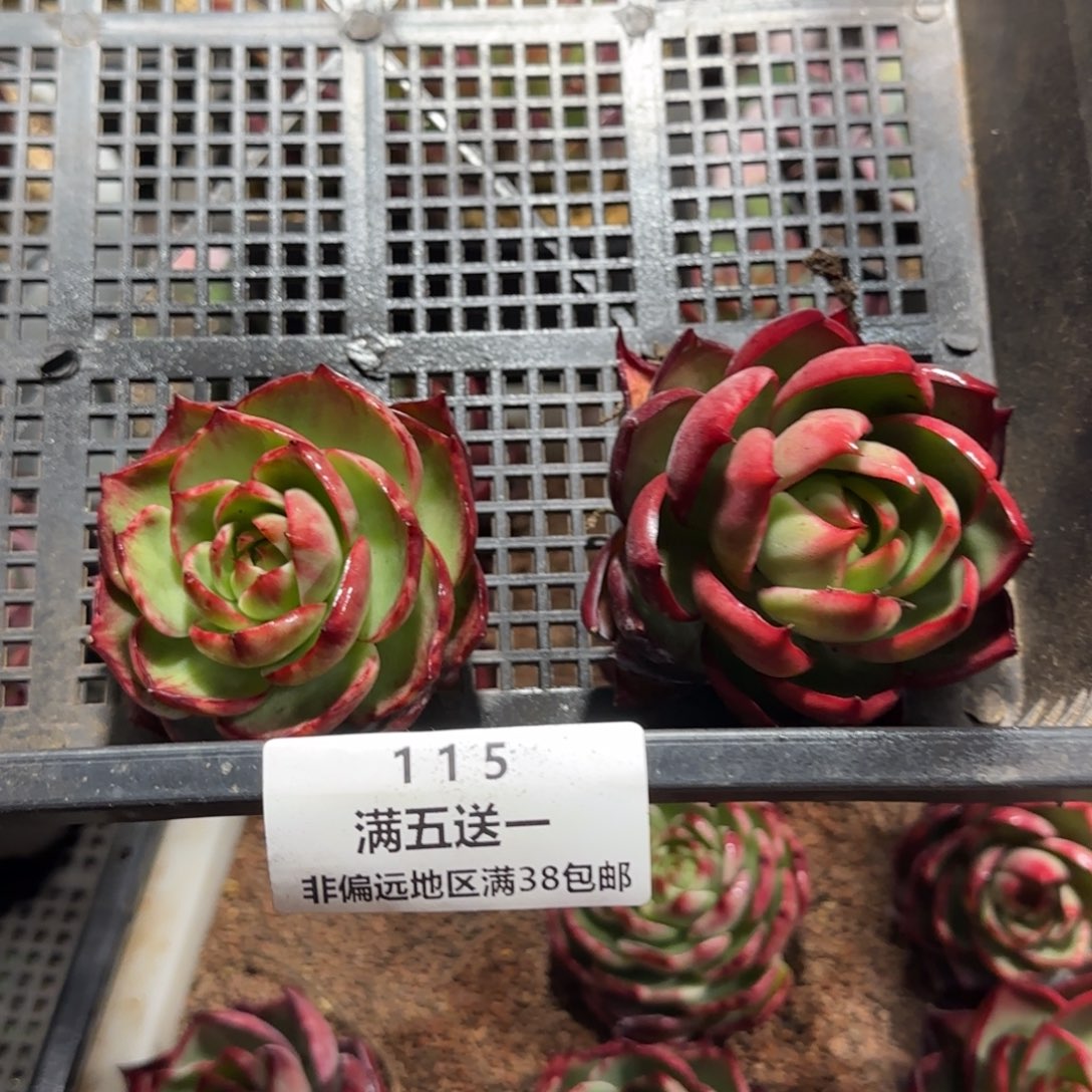 云南精品冬梅多肉115