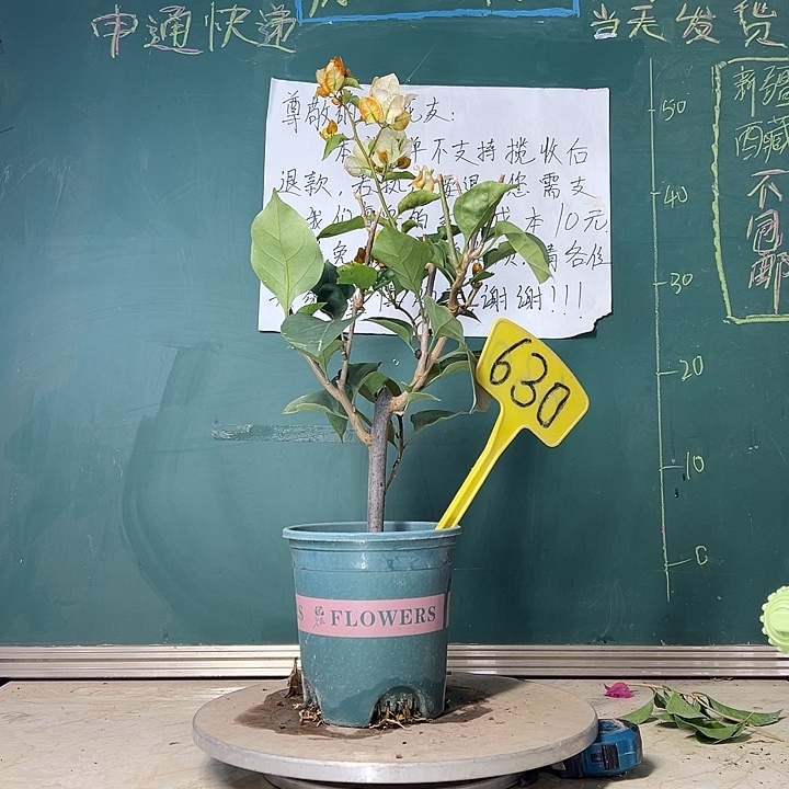 当前无花栽培后可以开花凤凰  630